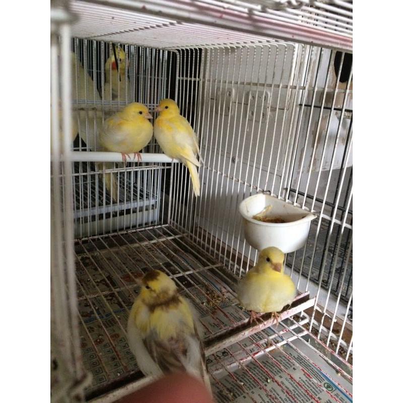 Canary for sale