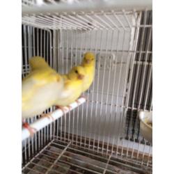 Canary for sale