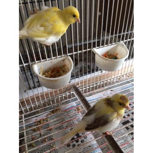 Canary for sale