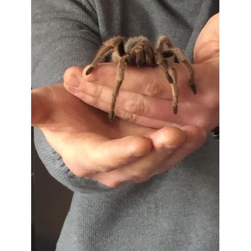 Chilean rose tarantula & vivarium