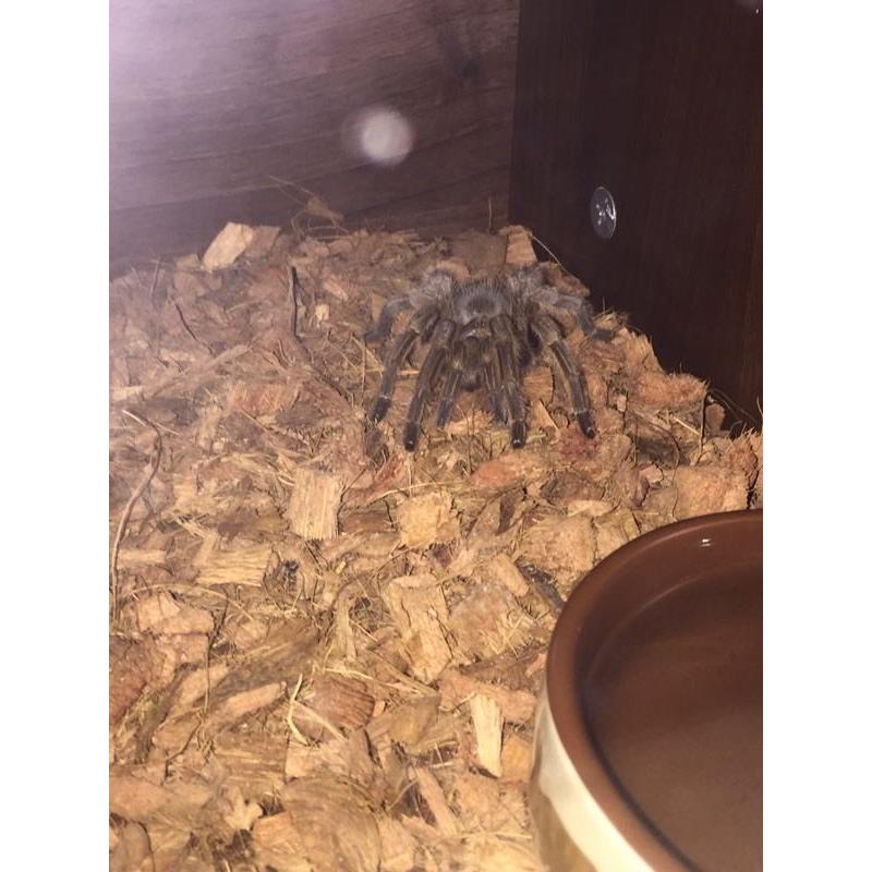 Chilean rose tarantula & vivarium