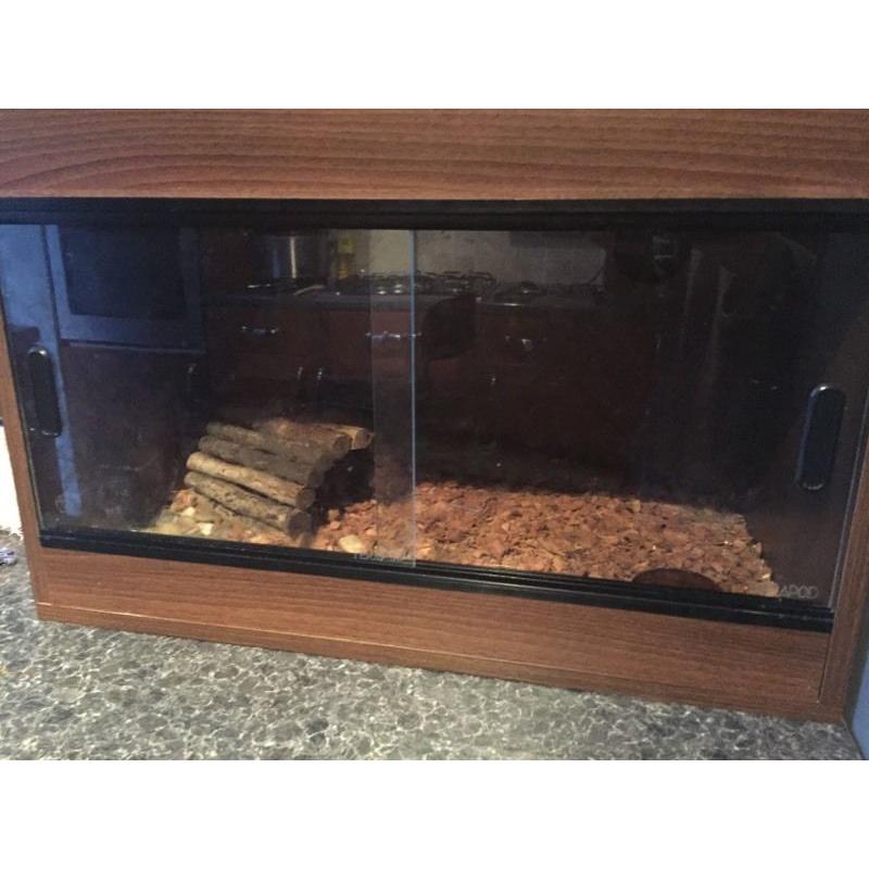Chilean rose tarantula & vivarium
