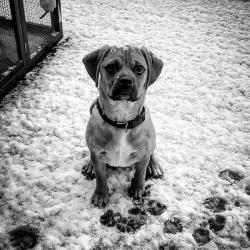 Puppy 9 months old