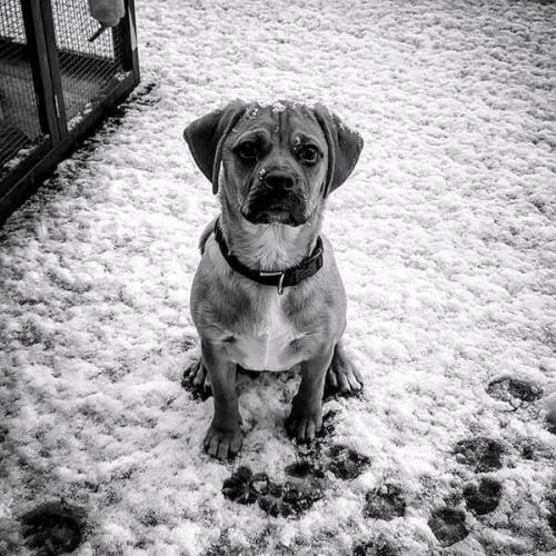 Puppy 9 months old