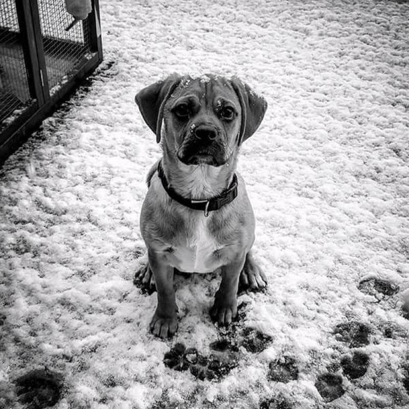 Puppy 9 months old