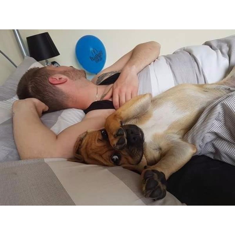Puppy 9 months old