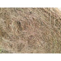 Hay for sale