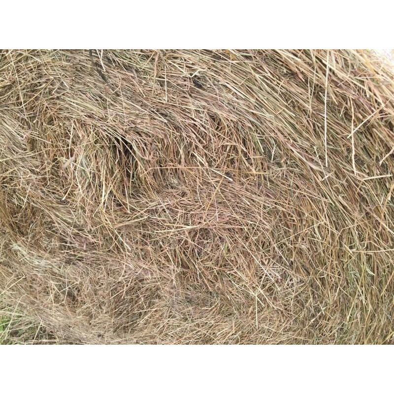 Hay for sale