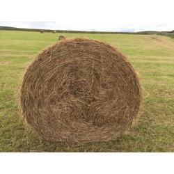 Hay for sale