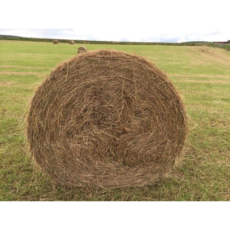 Hay for sale