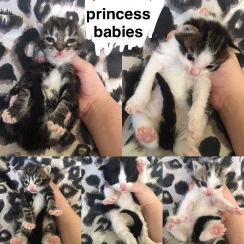 kittens