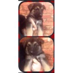 Beautiful semi long haired pedigree German Shepherd puppies READY NOW