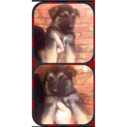 Beautiful semi long haired pedigree German Shepherd puppies READY NOW