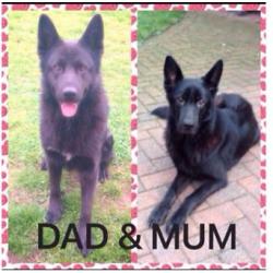 Beautiful semi long haired pedigree German Shepherd puppies READY NOW
