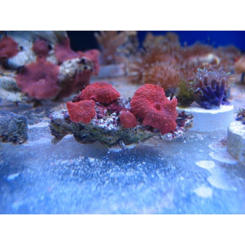 Bright Red Mushroom Corals. Marine Aquarium, coral frags