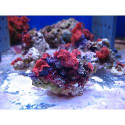 Bright Red Mushroom Corals. Marine Aquarium, coral frags