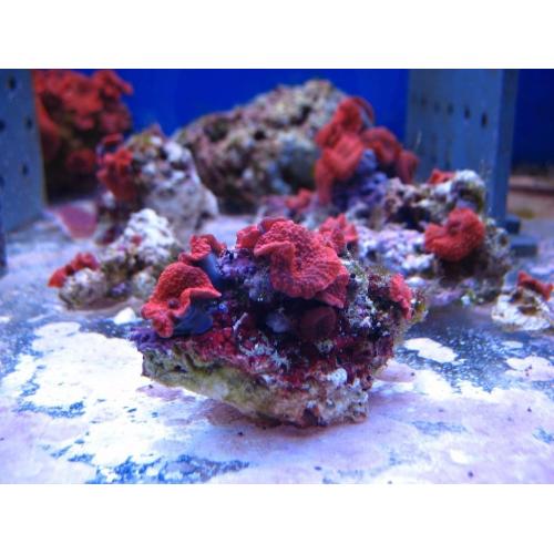 Bright Red Mushroom Corals. Marine Aquarium, coral frags