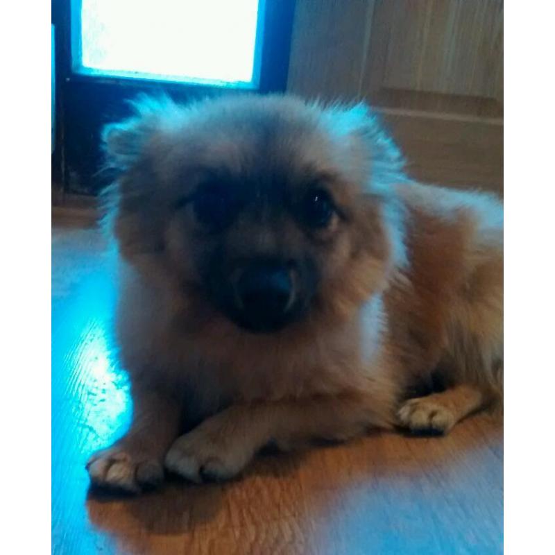 Pomeranian