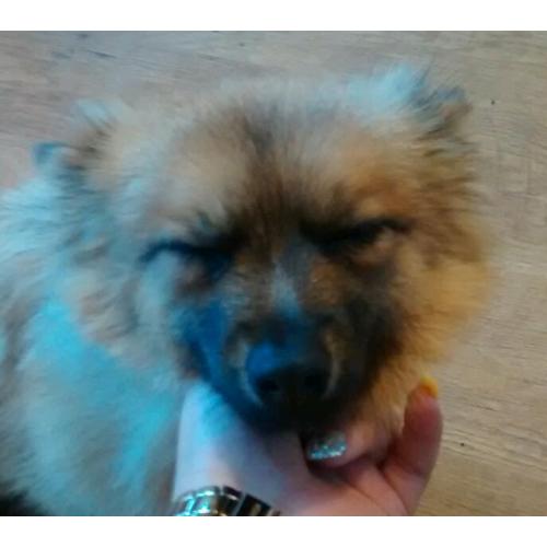 Pomeranian