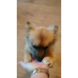 Pomeranian