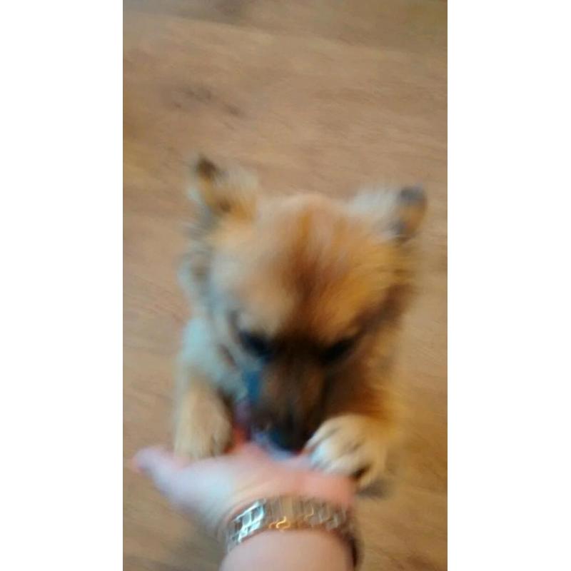 Pomeranian