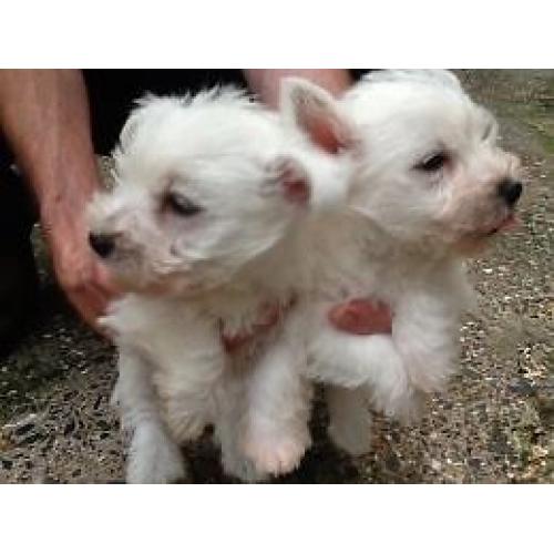 West highland terriers