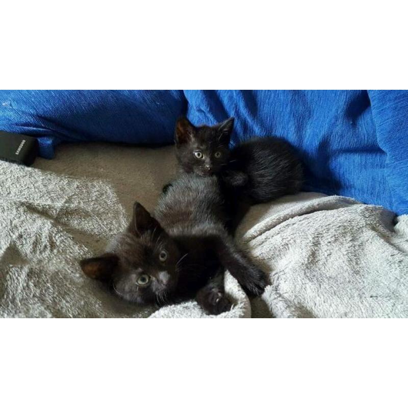 2 x 9 week old black kittens