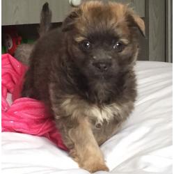 Half shih tzu half chihuahua Leo