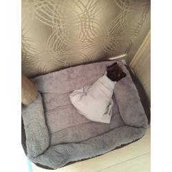 Half shih tzu half chihuahua Leo