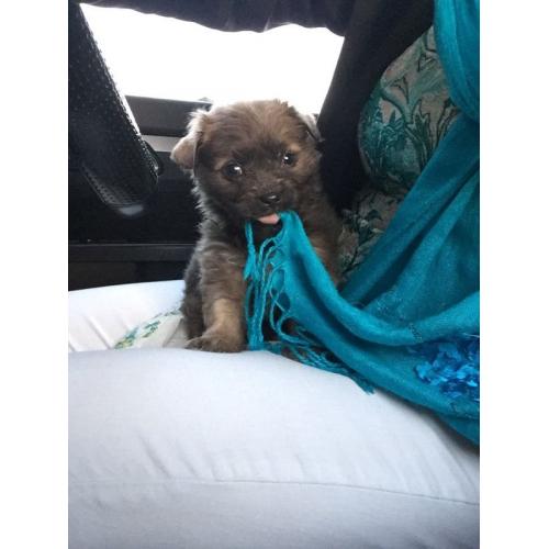 Half shih tzu half chihuahua Leo