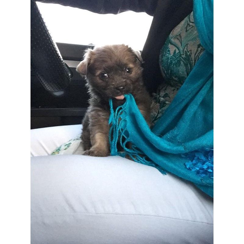 Half shih tzu half chihuahua Leo