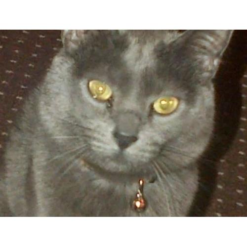 2 years old female cat