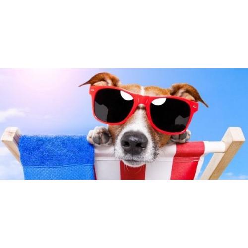 Dog Care