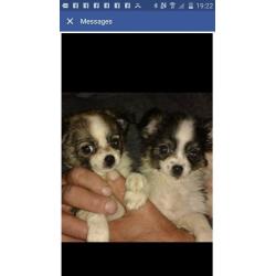 chihuahua pups