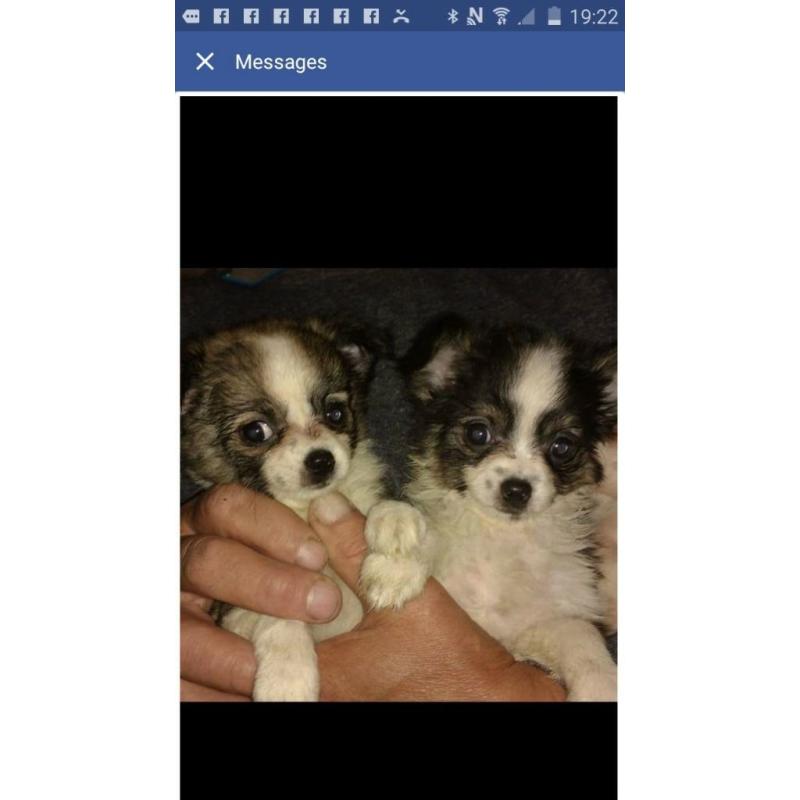 chihuahua pups
