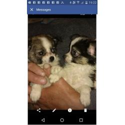chihuahua pups