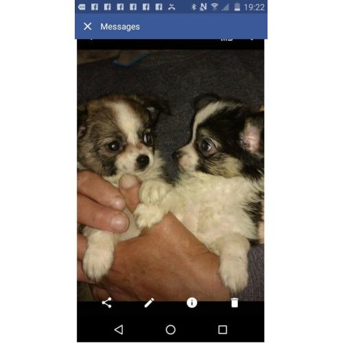 chihuahua pups