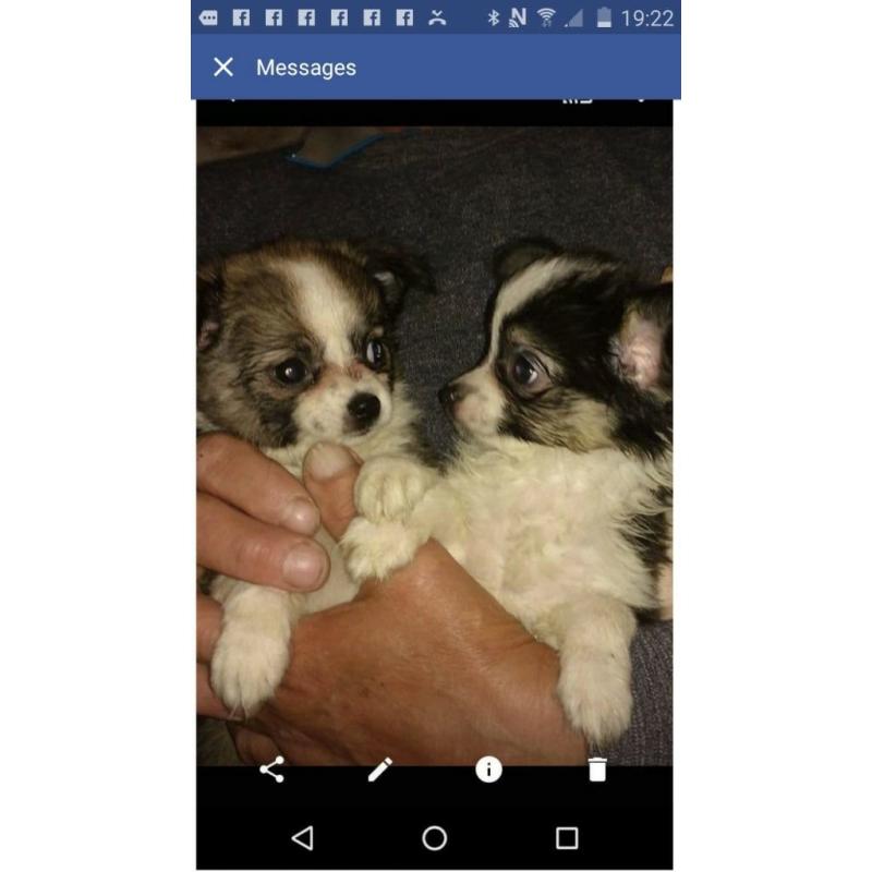 chihuahua pups