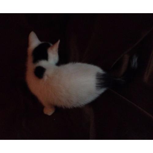 beautiful kitten for sale