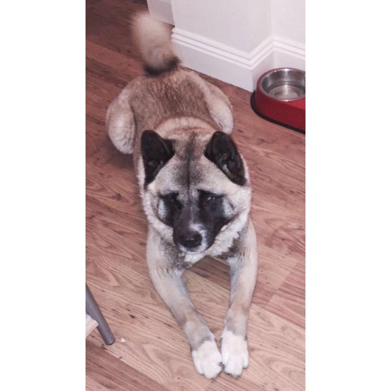 Akita 5 years old, house trained, loves kids