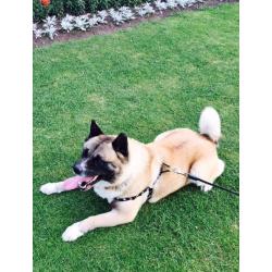 Akita 5 years old, house trained, loves kids