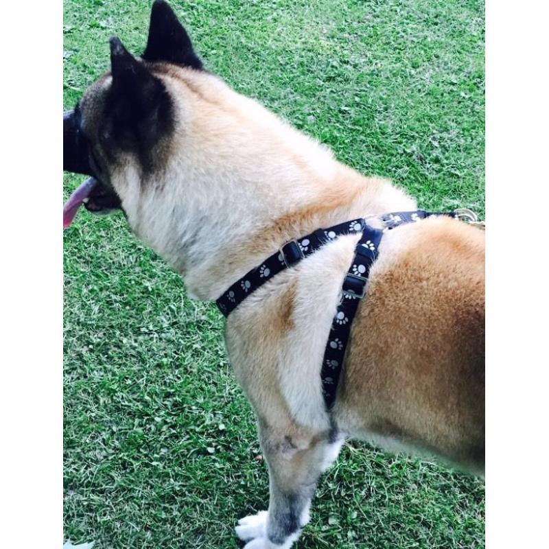 Akita 5 years old, house trained, loves kids