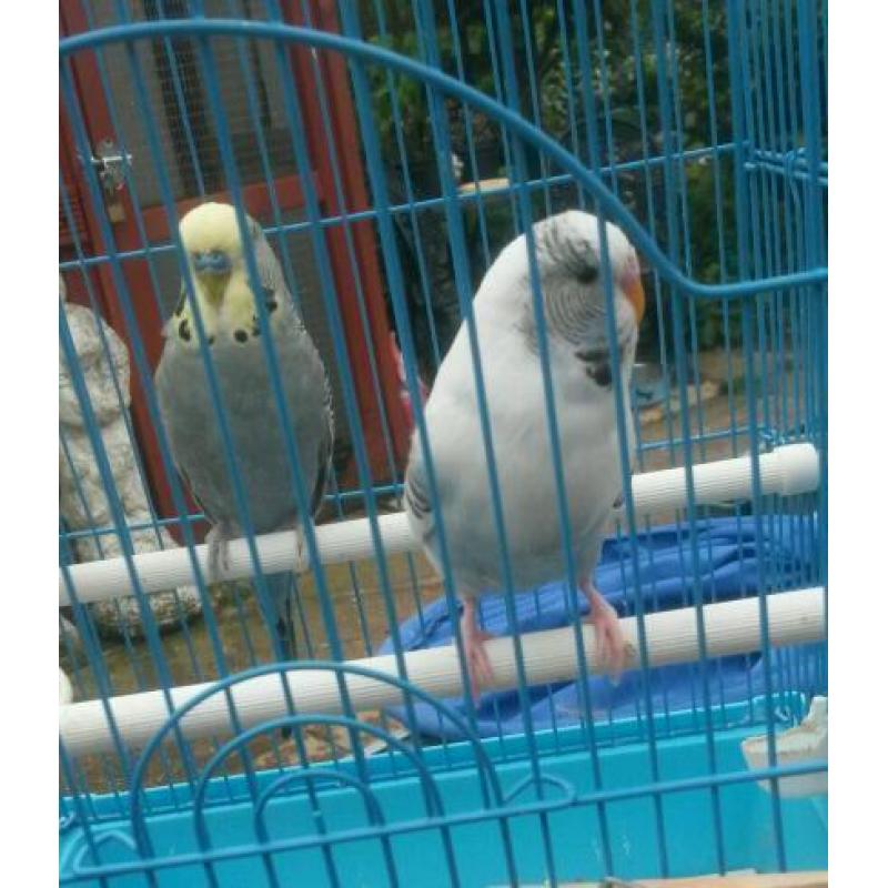 3 baby budgies