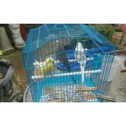 3 baby budgies