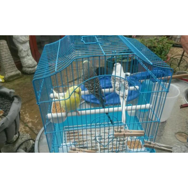3 baby budgies