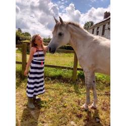 Pure Bred Arabian Gelding Ideal for Showing