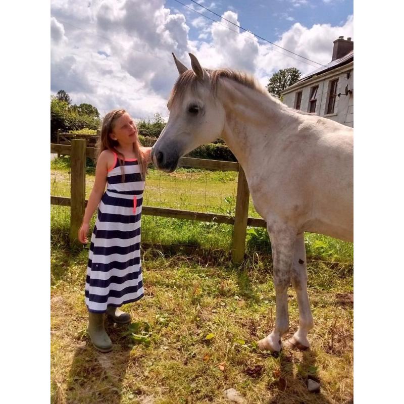 Pure Bred Arabian Gelding Ideal for Showing