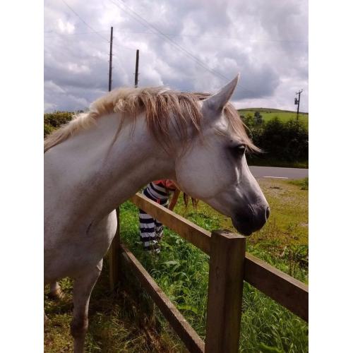 Pure Bred Arabian Gelding Ideal for Showing