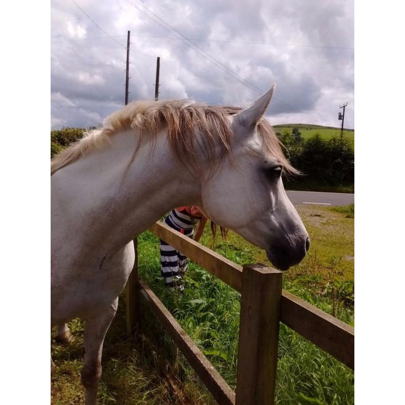 Pure Bred Arabian Gelding Ideal for Showing