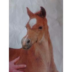 Pure Bred Arabian Gelding Ideal for Showing